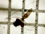Lensia subtiloides