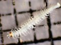 Polychaeta (bristle worms)