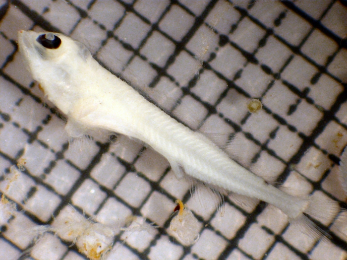 Tarletonbeania crenularis Tarletonbeania crenularis
