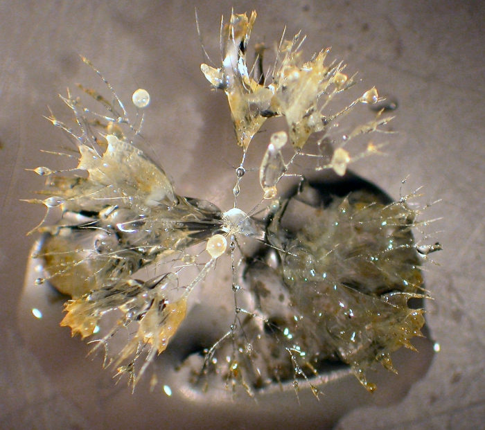 Phaeodarea Phaeodarea