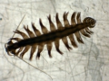 Polychaeta (bristle worms)