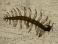 Polychaeta (bristle worms)