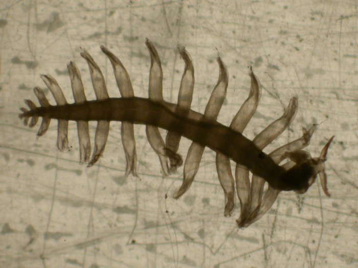 Tomopteris elegans