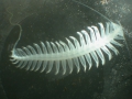 Polychaeta (bristle worms)