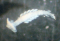 Polychaeta (bristle worms)