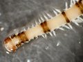 Polychaeta (bristle worms)