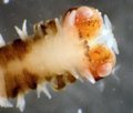 Polychaeta (bristle worms)