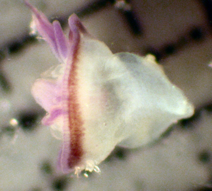 juvenile Velella velella juvenile Velella velella