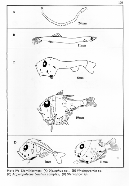 Stomiiformes - drawing Stomiiformes - drawing