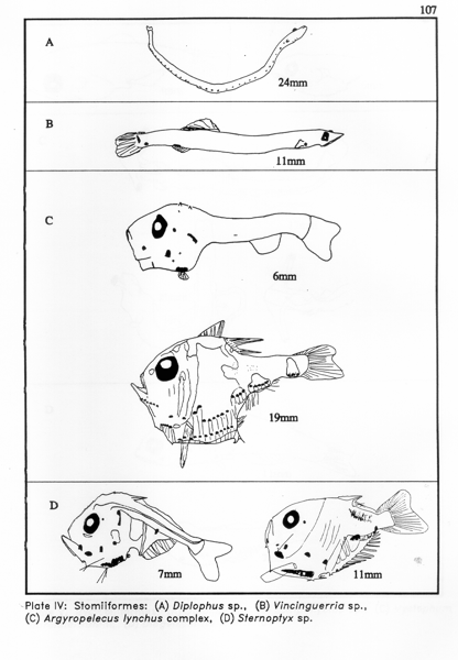 Stomiiformes - drawing