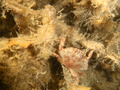 Crustacea (crustaceans)