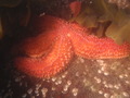 Echinodermata (echinoderms)