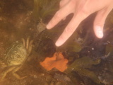 Carcinus maenas and Botrylloides violaceus, author: Fisheries and Oceans Canada, Melisa Wong