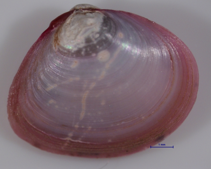 Macoma balthica