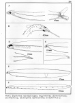 Elopiformes and Anguilliformes