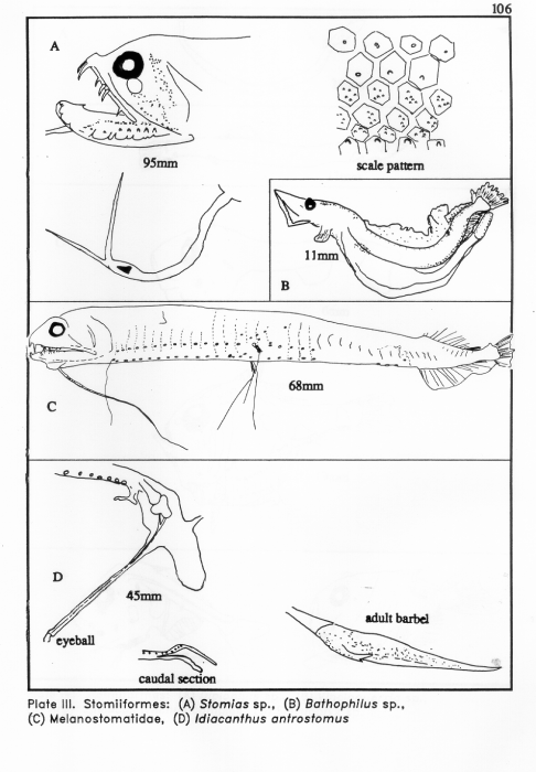 Stomiiformes Stomiiformes
