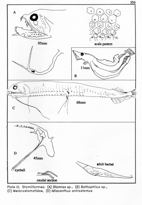 Stomiiformes