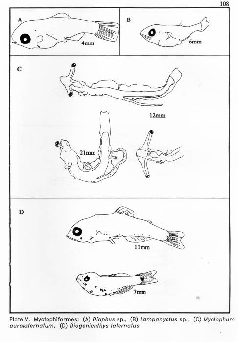 Myctophiformes Myctophiformes