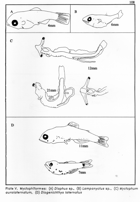 Myctophiformes