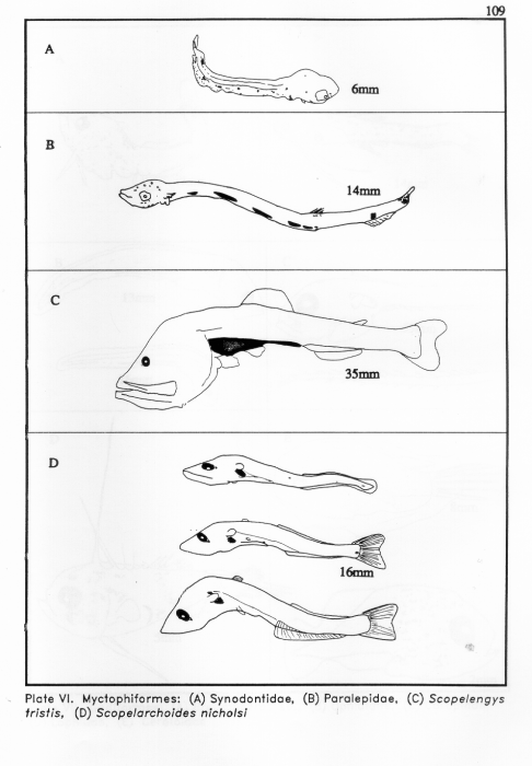 Myctophiformes