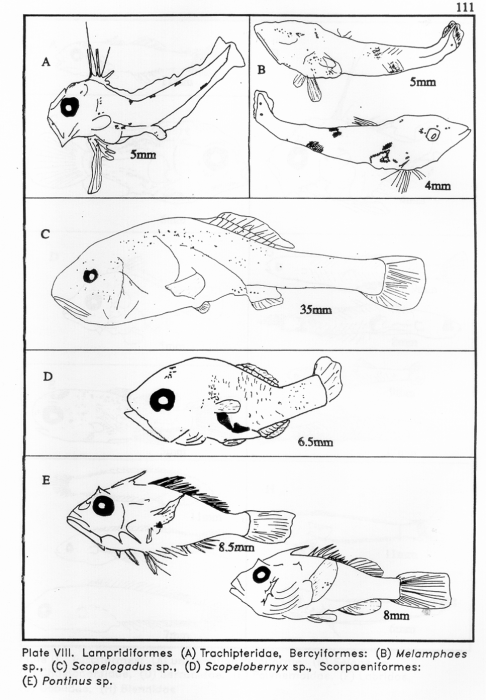 Lampridiformes and Bercyiformes