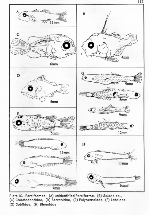 Perciformes Perciformes
