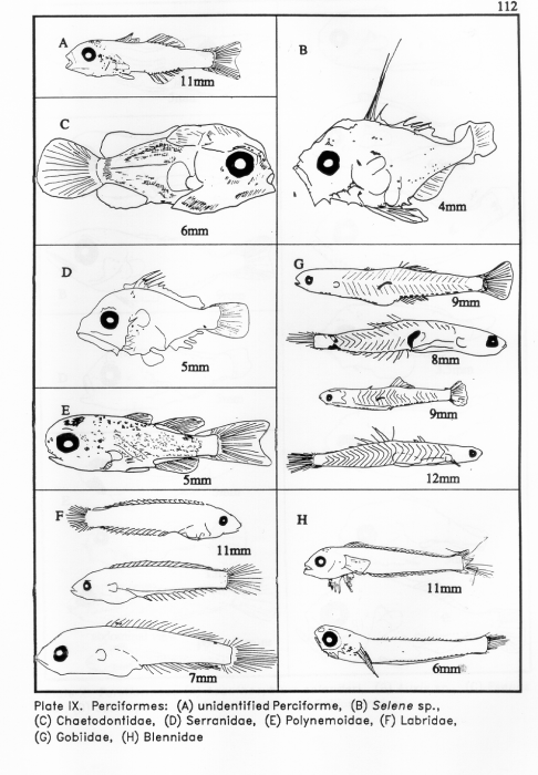 Perciformes