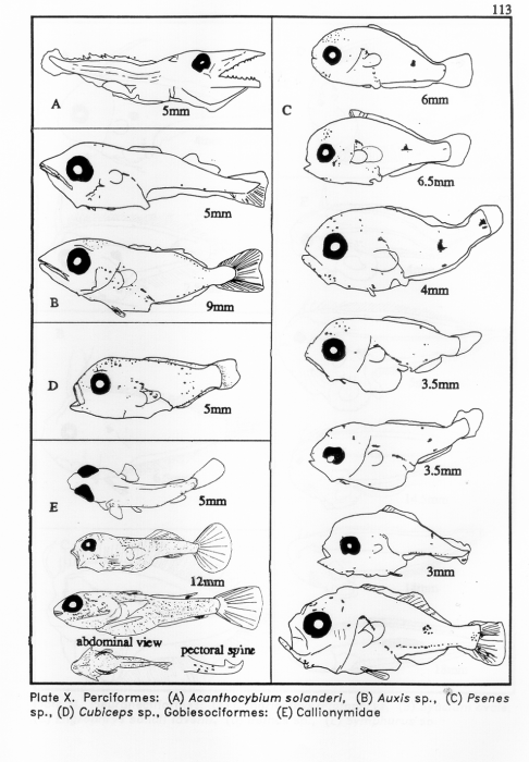 Perciformes Perciformes