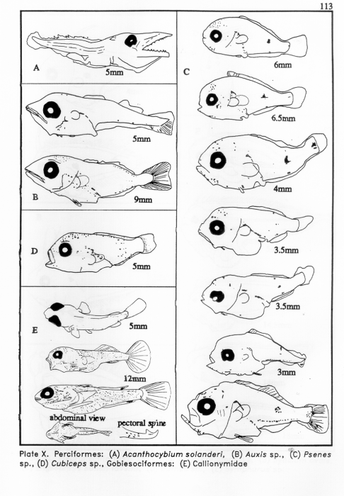 Perciformes