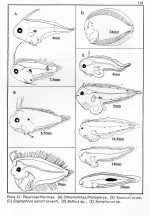 Pleuronectiformes