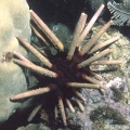 Echinodermata (echinoderms)