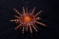 Echinodermata (echinoderms)