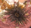 Echinodermata (echinoderms)