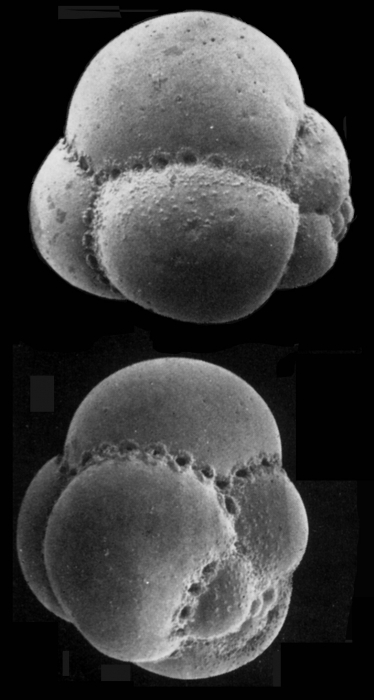 Candeina nitida Candeina nitida