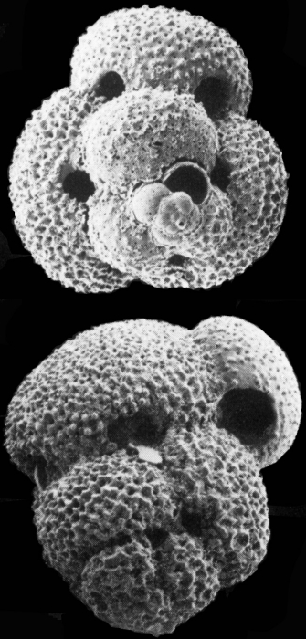 Globigerinoides ruber Globigerinoides ruber
