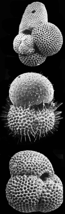 Globigerinoides sacculifer Globigerinoides sacculifer