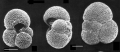 Chromista - Foraminifera (foraminifers)