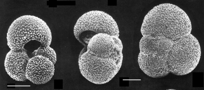 Globigerina bulloides Globigerina bulloides