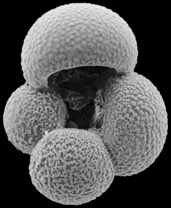 Globigerina bulloides Globigerina bulloides