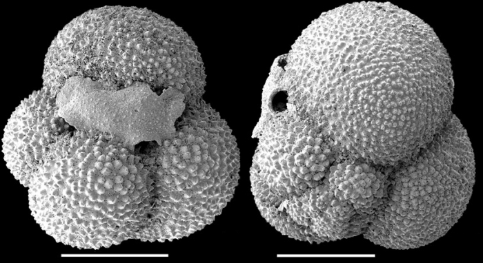 Globigerinita glutinata Globigerinita glutinata