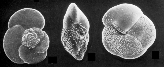Globorotalia scitula Globorotalia scitula