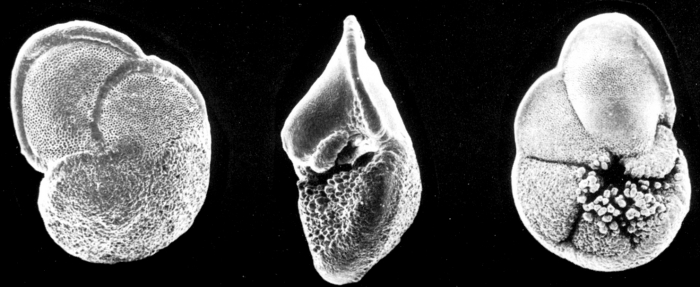 Globorotalia tumida Globorotalia tumida
