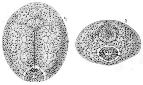 Palaeotropus hirondellei