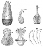 Palaeotropus hirondellei