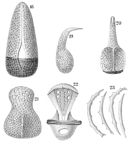 Palaeotropus hirondellei