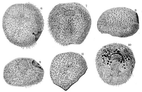 Peripatagus cinctus