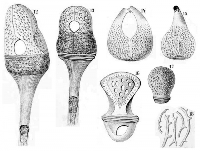 Peripatagus cinctus Peripatagus cinctus