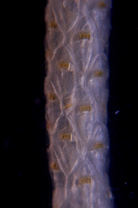 Cellaria aurorae, East Weddell Sea, 2008