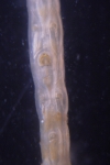 Antarctic Bryozoa