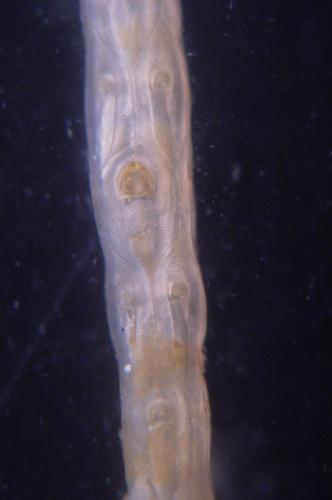 Cellaria incula, East Weddell Sea, 2008